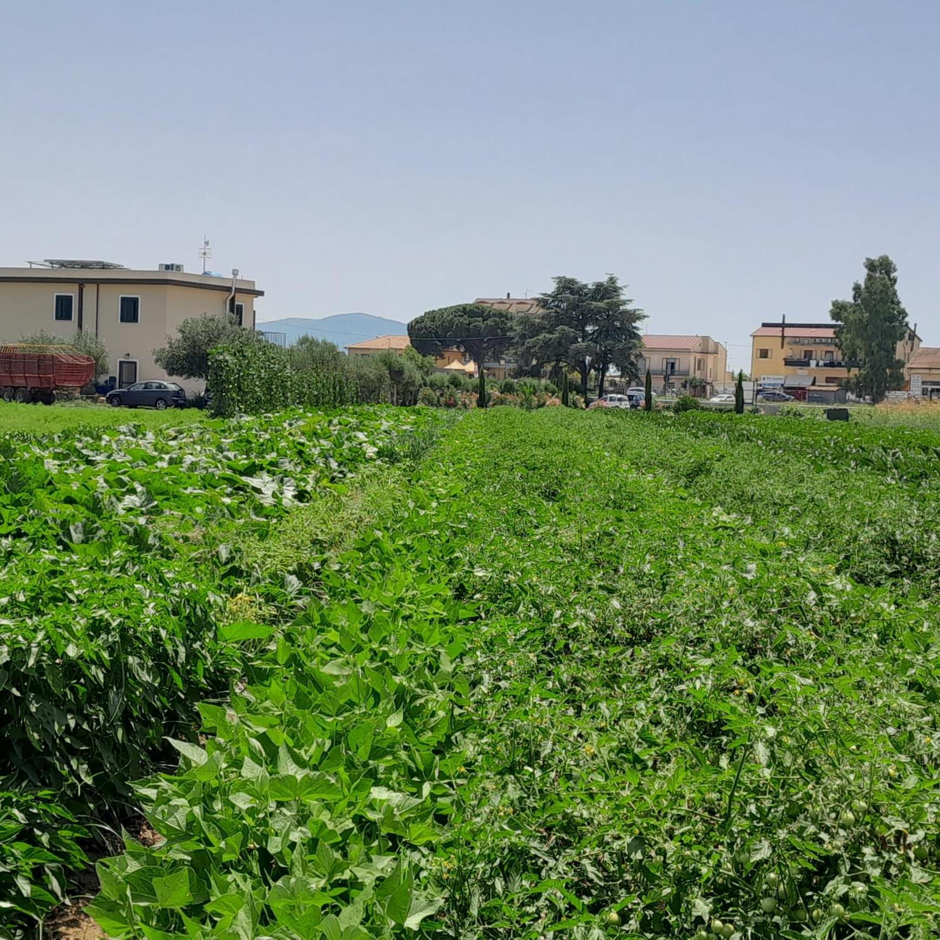 B&B Tenuta San Michele Capaccio Esterno foto